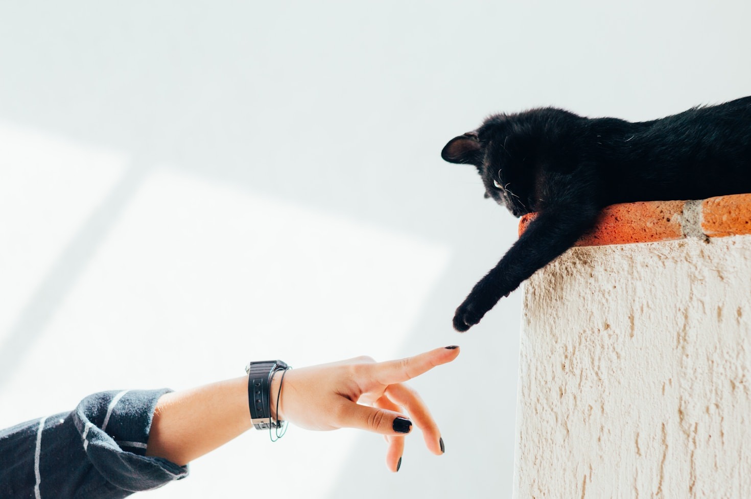 Top Benefits of Professional Pet Sitting